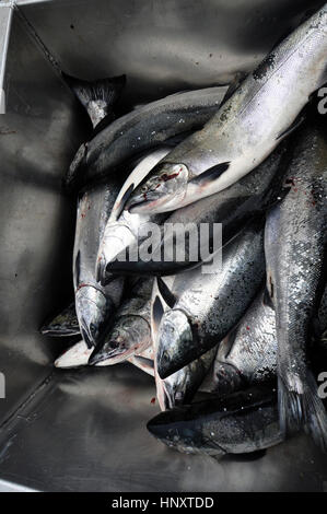 Un sacco di appena pescato il salmone in Alaska Foto Stock