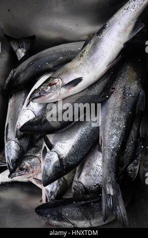 Un sacco di appena pescato il salmone in Alaska Foto Stock