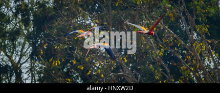 Gruppo di wild scarlet macaws battenti da sunny tettoia della giungla Foto Stock