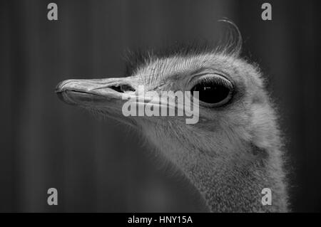 In prossimità della faccia di uno struzzo Foto Stock