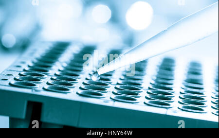 Piastra a 96 pozzetti per elaborazione di PCR, laboratorio microbiologico. Immagine dai toni Foto Stock