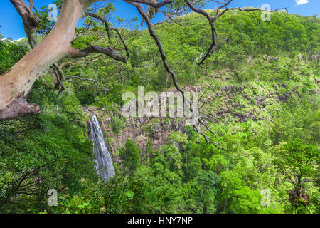 Moran cade del belvedere nel parco nazionale di Lamington, Queensland, Australia Foto Stock