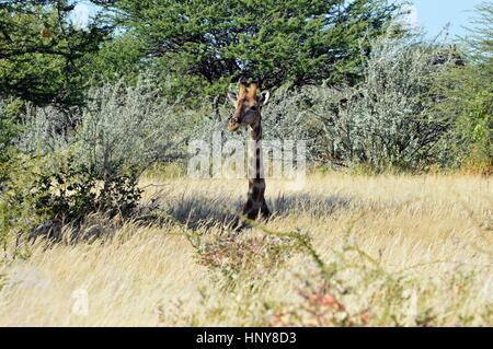 Seduta Giraffe nel Parco Nazionale Etosha in Namibia Foto Stock