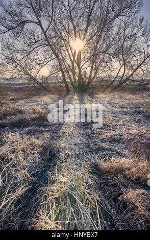 Back lit alberi su un gelido mattina in Gran Bretagna Foto Stock