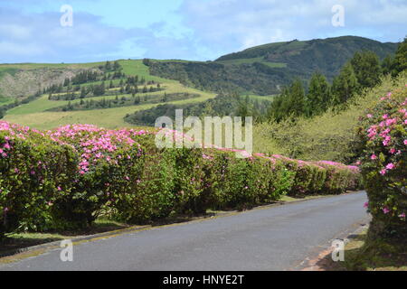 Un sacco di bussole di fioritura in corrispondenza di una strada asfaltata sulla collina di Furnas sull isola Sao Miguel, Azzorre, Portogallo Foto Stock