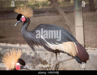 Gru coronata Foto Stock