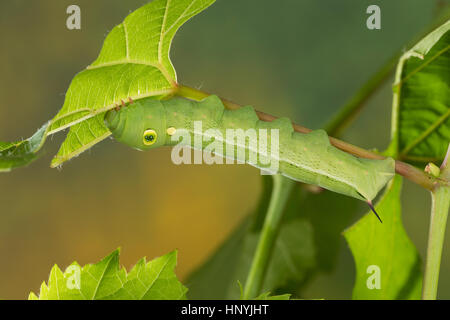 Großer Weinschwärmer, Südlicher Weinschwärmer, Raupe frisst un Wein, Weinrebe, Hippotion celerio, vite hawk-moth, silver-striped hawk-moth, argento-str Foto Stock