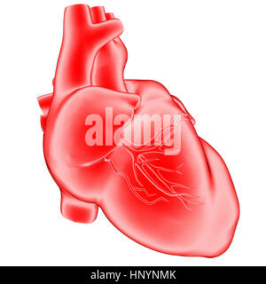 Il cuore umano, isolato sul bianco. 3D illustrazione Foto Stock