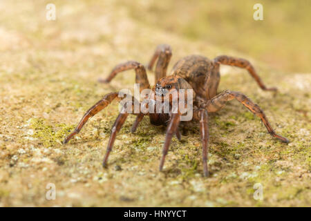 Massa Wolf Spider, Trochosa terricola una specie comuni della famiglia Lycosidae. Monmouthshire, Regno Unito Foto Stock
