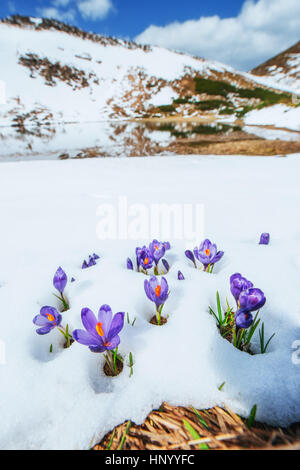 La molla di crochi in neve di fusione Foto Stock