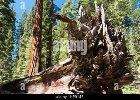 Albero caduto in sequoia gigante grove, Yosemite National Park, California, Stati Uniti d'America Foto Stock