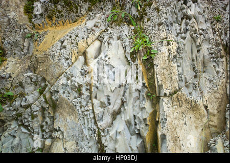 Flysch fratturati rock, Alpi Ammergau, Baviera, Germania Foto Stock