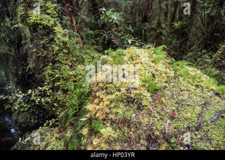 Nave Creek e Kahikatea palude foresta, Haast autostrada, South Island, in Nuova Zelanda. Foto Stock