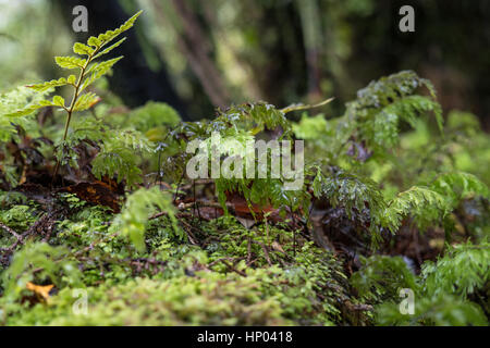 Nave Creek e Kahikatea palude foresta, Haast autostrada, South Island, in Nuova Zelanda. Foto Stock