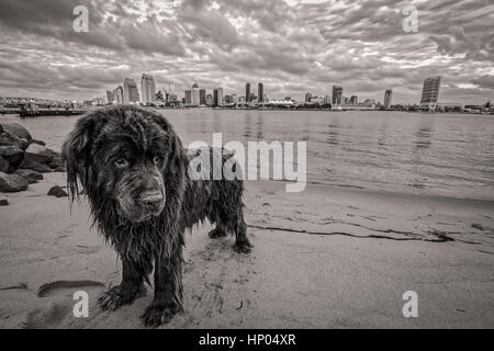 Ho scoperto questo Terranova marrone vicino a sbarco dei traghetti in Coronado, CA. Sto abbastanza bene con i cani ma questo vecchio ragazzo non guardare a me non importa wh Foto Stock