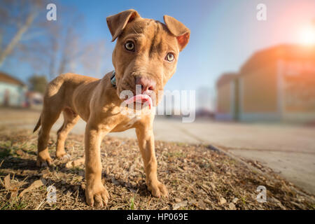 Carino l'American Pit Bull terrier cucciolo Foto Stock