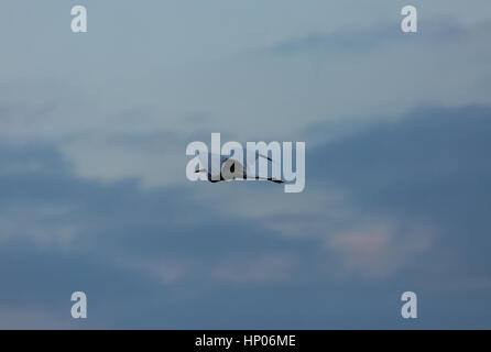 Airone bianco maggiore (Casmerodius Albus) in volo contro il cielo, nebbia e nuvole in autunno mattina sul lago in Polonia. vista orizzontale Foto Stock