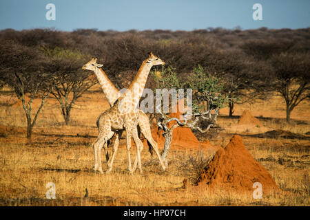 Giraffa angolano, o giraffa namibiana, Giraffa giraffa angolensis, l'Okonjima Riserva, Namibia, Africa, da Monika Hrdinova/Dembinsky Foto Assoc Foto Stock