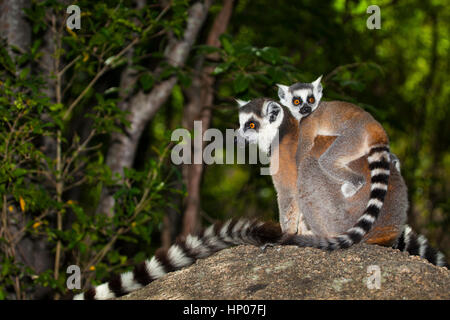 Anello-tailed Lemur con giovani, lemuri catta, Anja Riserva, Madagascar centrale, da Monika Hrdinova/Dembinsky Foto Assoc Foto Stock