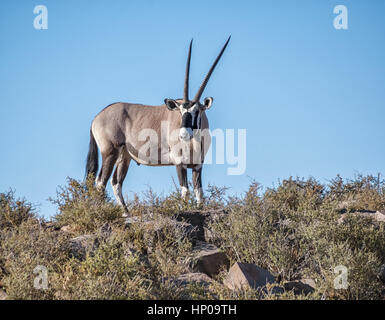 Un adulto Gemsbok antilopi nel sud della savana africana Foto Stock