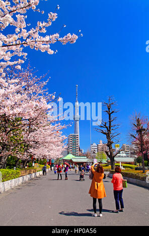 Fiori di Ciliegio e Tokyo Skytree Asakusa Tokyo Giappone Foto Stock