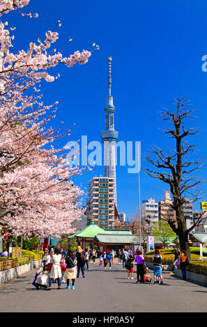 Fiori di Ciliegio e Tokyo Skytree Asakusa Tokyo Giappone Foto Stock