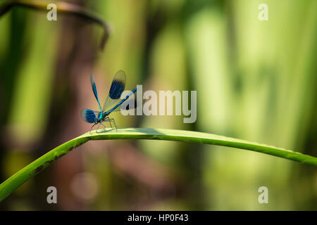 Nastrare maschio Demoiselle (Calopteryx splendens) scende sul pettine, alette aperte Foto Stock