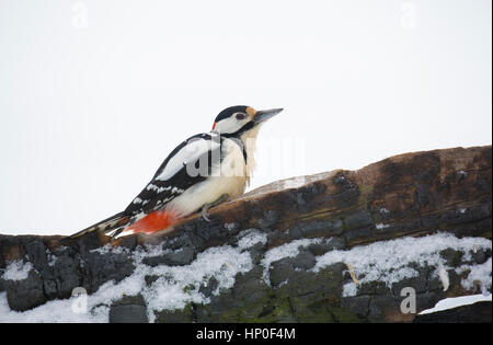 Maschio di picchio rosso maggiore (Dendrocopos major) seduto su un registro nevoso in un bosco innevato Foto Stock