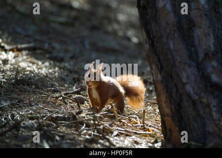 Red scoiattolo (Sciurus vulgaris) foraggio sul suolo della foresta e la retroilluminazione Foto Stock