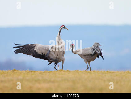 Due gru (grus grus) che istituisce la loro coppia incollaggio come ballano con ogni altro. Foto Stock