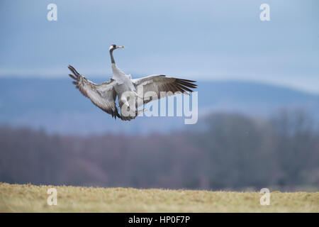 Gru (grus grus) saltare in aria come parte della sua danza di accoppiamento per stabilire la coppia incollaggio Foto Stock