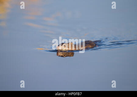 Topo muschiato (Ondatra zibethicus), una specie introdotta al Nord Europa, nuoto in una appena scongelati lago calmo con la riflessione Foto Stock