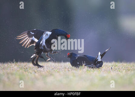 Due maschio di gallo forcello ( Lyrurus tetrix) combattere fra loro in corrispondenza di un inizio di mattina lek Foto Stock