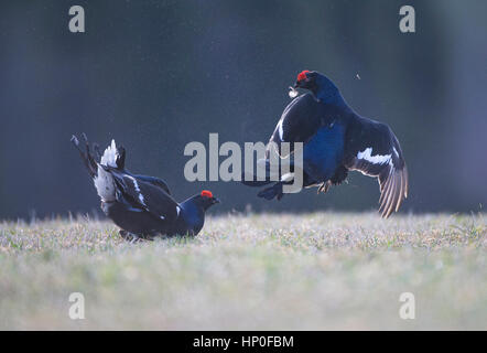 Due maschio di gallo forcello ( Lyrurus tetrix) combattere fra loro in corrispondenza di un inizio di mattina lek Foto Stock