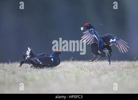 Due maschio di gallo forcello ( Lyrurus tetrix) combattere fra loro in corrispondenza di un inizio di mattina lek Foto Stock