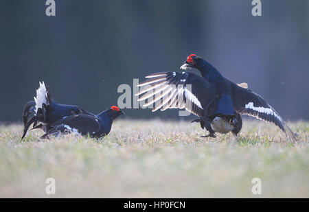 Due maschio di gallo forcello ( Lyrurus tetrix) combattere fra loro in corrispondenza di un inizio di mattina lek Foto Stock