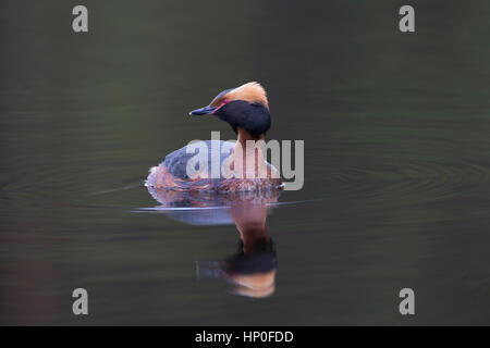 Di slavonia o cornuto svasso (Podiceps auritus) seduto sul buio ancora acqua con la riflessione Foto Stock