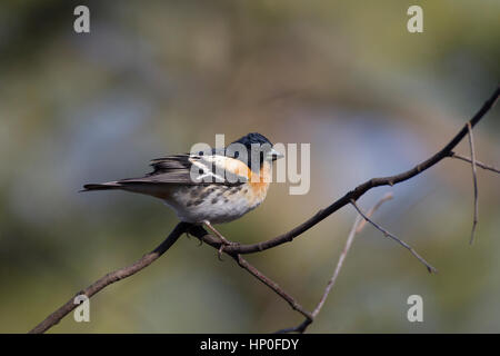 Maschio (brambling fringilla montifringilla) in pieno piumaggio di allevamento, appollaiato su un ramo contro uno sfondo sfocato Foto Stock