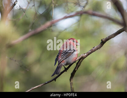 Pino maschio Grosbeak (Pinicola encleator) appollaiato su un ramo di un albero di pino Foto Stock