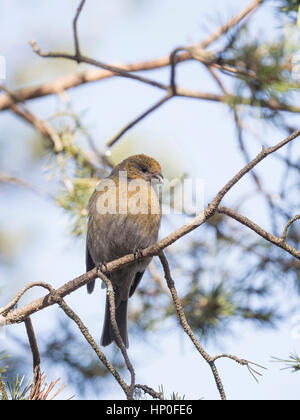 Femmina Grosbeak Pino (Pinicola encleator) appollaiato su un ramo di un albero di pino Foto Stock