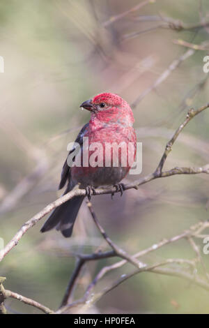 Pino maschio Grosbeak (Pinicola encleator) appollaiato su un ramo di un albero di pino Foto Stock