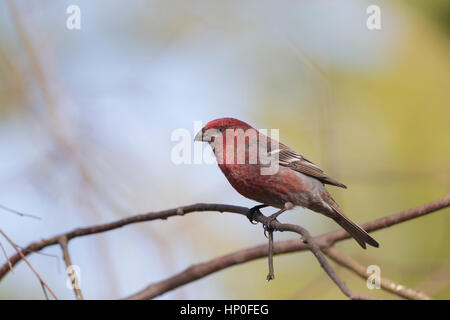 Pino maschio Grosbeak (Pinicola encleator) appollaiato su un ramo di un albero di pino Foto Stock