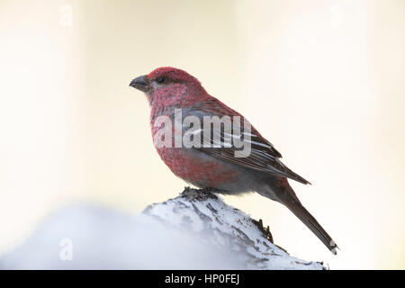 Pino maschio Grosbeak (Pinicola encleator) appollaiato su un mucchio di neve Foto Stock