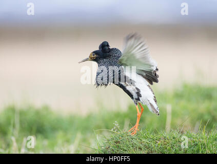 Philomachus pugnax - scuro maschio indipendente ruff visualizzazione durante la primavera accoppiamento stagione su di esso il lek Foto Stock