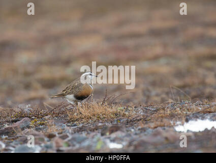 Beccaccia (Charadrius morinellus) sull'alta tundra artica in primavera Foto Stock