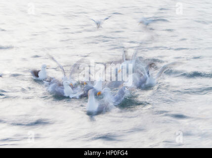 Rallentare la velocità dello shutter colpo di un gruppo di gabbiani reali (Larus argentatus) immersioni e in lotta per il cibo sulla superficie del mare Foto Stock