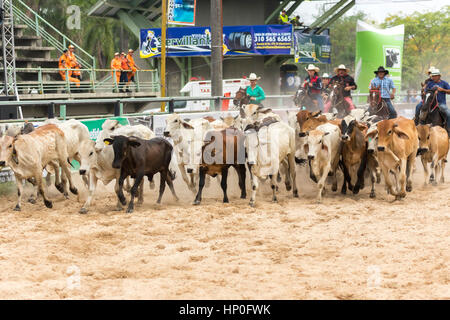 Cowgirl allevamento del bestiame. Rodeo femmina la concorrenza ha celebrato nel Las Malocas Park. Villavicencio (Colombia). Foto Stock