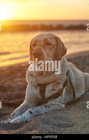 Il Labrador cane ritratto laici in spiaggia di sabbia la luce del tramonto del tempo Foto Stock