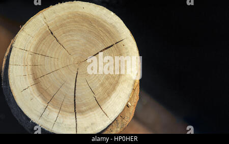 Vista dall'alto di un ceppo di albero isolato su sfondo cricche radiali Foto Stock