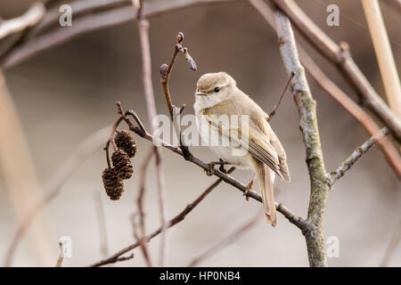 Willow trillo (Phylloscopus trochilus) su ontano. Piccolo uccello in famiglia Sylviidae arroccato su Alnus su riserva delle paludi a Cardiff, nel Galles, Regno Unito Foto Stock